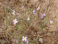 Malcolmia littorea 39, Saxifraga-Ed Stikvoort