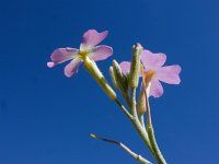 Malcolmia littorea 42, Saxifraga-Ed Stikvoort