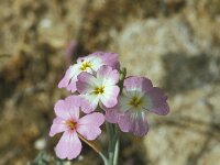 Malcolmia littorea 44, Saxifraga-Jan van der Straaten