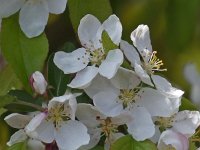 Malus sylvestris 10, Wilde appel, Saxifraga-Ab H Baas