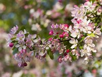 Wilde appel  Blossoming wild apple : apple, tree, blossom, blossoming, flower, flowering, in flower, vascular, plant, flora, floral, red, white, many