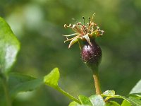 Malus sylvestris 21, Wilde appel, Saxifraga-Hans Dekker