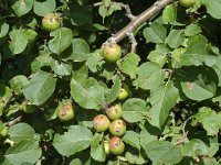 Malus sylvestris 4, Wilde appel, Saxifraga-Jan van der Straaten
