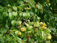 Malus sylvestris 7, Wilde appel, Saxifraga-Jasenka Topic