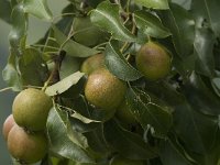 Malus sylvestris 8, Wilde appel, Saxifraga-Jan van der Straaten