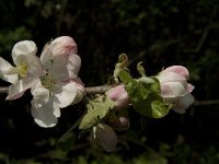 Malus sylvestris 9, Wilde appel, Saxifraga-Jan van der Straaten