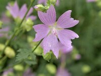 Malva alcea 22, Vijfdelig kaasjeskruid, Saxifraga-Tom Heijnen