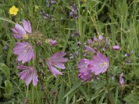 Malva moschata 29, Muskuskaasjeskruid, Saxifraga-Willem van Kruijsbergen