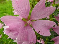 Malva moschata 30, Muskuskaasjeskruid, Saxifraga-Hans Grotenhuis