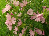 Malva moschata 32, Muskuskaasjeskruid, Saxifraga-Hans Grotenhuis