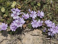 Malva neglecta 17, Klein kaasjeskruid, Saxifraga-Willem van Kruijsbergen