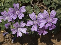 Malva neglecta 18, Klein kaasjeskruid, Saxifraga-Willem van Kruijsbergen