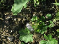 Malva parviflora 10, Kleinbloemig kaasjeskruid, Saxifraga-Rutger Barendse