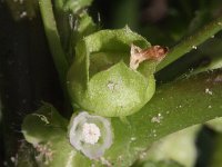 Malva parviflora 12, Kleinbloemig kaasjeskruid, Saxifraga-Rutger Barendse