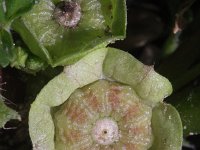Malva parviflora 13, Kleinbloemig kaasjeskruid, Saxifraga-Rutger Barendse