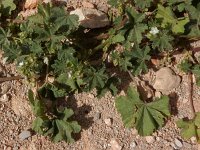 Malva parviflora 14, Kleinbloemig kaasjeskruid, Saxifraga-Peter Meininger