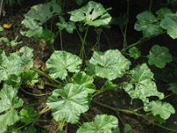 Malva parviflora 15, Kleinbloemig kaasjeskruid, Saxifraga-Rutger Barendse