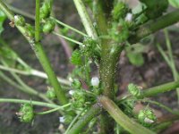 Malva parviflora 19, Kleinbloemig kaasjeskruid, Saxifraga-Rutger Barendse