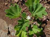 Malva parviflora 20, Kleinbloemig kaasjeskruid, Saxifraga-Rutger Barendse