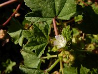Malva parviflora 29, Kleinbloemig kaasjeskruid, Saxifraga-Ed Stikvoort