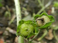 Malva parviflora 4, Kleinbloemig kaasjeskruid, Saxifraga-Rutger Barendse