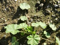 Malva parviflora 5, Kleinbloemig kaasjeskruid, Saxifraga-Rutger Barendse