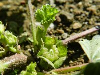 Malva parviflora 6, Kleinbloemig kaasjeskruid, Saxifraga-Rutger Barendse