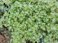 Malva parviflora 8, Kleinbloemig kaasjeskruid, Saxifraga-Rutger Barendse