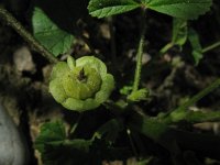 Malva parviflora 9, Kleinbloemig kaasjeskruid, Saxifraga-Rutger Barendse