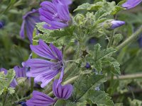 Malva sylvestris 32, Groot kaasjeskruid, Saxifraga-Willem van Kruijsbergen