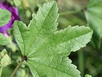 Malva sylvestris f rosea 35, Tuinkaasjeskruid, Saxifraga-Sonja Bouwman