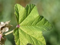 Malva verticillata 5, Dessertbladen, Saxifraga-Sonja Bouwman  989. Dessertbladen - Malva verticillata - Malvaceae familie (zw)