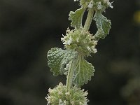 Marrubium vulgare 4, Malrove, Saxifraga-Willem van Kruijsbergen