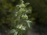 Marrubium vulgare 5, Malrove, Saxifraga-Jan van der Straaten