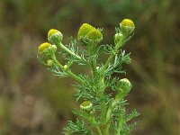 Matricaria discoidea 1, Schijfkamille, Saxifraga-Marijke Verhagen