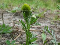 Matricaria discoidea 2, Schijfkamille, Saxifraga-Rutger Barendse