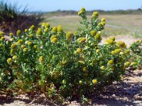 Matricaria discoidea 3, Schijfkamille, Saxifraga-Ed Stikvoort