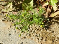 Matricaria discoidea 5, Schijfkamille, Saxifraga-Rutger Barendse