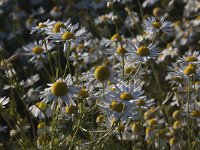 Matricaria discoidea 6, Schijfkamille, Saxifraga-Mark Zekhuis