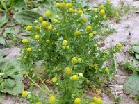 Matricaria discoidea 7, Schijfkamille, Saxifraga-Ed Stikvoort