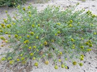 Matricaria discoidea 8, Schijfkamille, Saxifraga-Ed Stikvoort