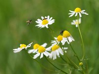 flying insects on camomile  Matricaria recutita with feeding insects : Bug, Matricaria, Netherlands, bugs, camomile, chamomile, chamomilla, close-up, dutch, garden, green, insect, macro, natural, nature, pest, recutita, spring, springtime, summer, white, wings, yellow