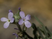 Matthiola parviflora 2, Saxifraga-Willem van Kruijsbergen