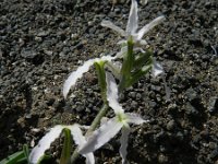Matthiola parviflora 3, Saxifraga-Rutger Barendse
