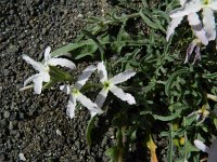 Matthiola parviflora 4, Saxifraga-Rutger Barendse