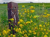 Medicago falcata 33, Sikkelklaver, Saxifraga-Hans Grotenhuis