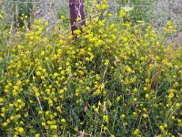 Medicago falcata 34, Sikkelklaver, Saxifraga-Hans Grotenhuis