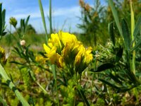 Medicago falcata 36, Sikkelklaver, Saxifraga-Hans Grotenhuis