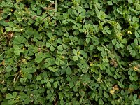 Medicago polymorpha 27, Ruige rupsklaver, Saxifraga-Ed Stikvoort