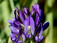 Medicago sativa 28, Luzerne, Saxifraga-Sonja Bouwman